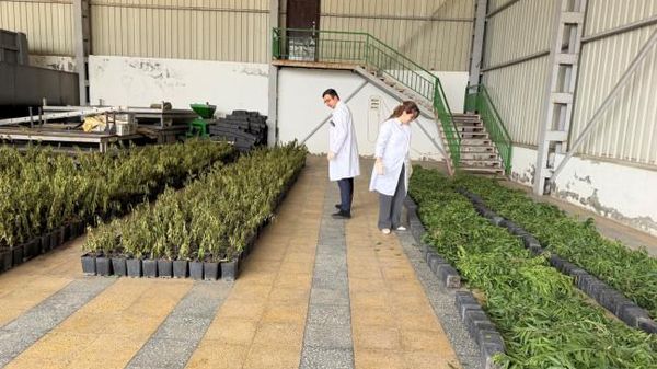 В Азербайджане уничтожили 12,5 тыс. саженцев нектарина из Турции из-за опасного вируса - Sputnik Азербайджан