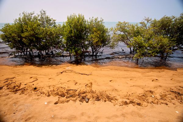 На воде и береговой линии вокруг мангровых деревьев на острове Кешм (Иран) видны темные маслянистые пятна — фото сделано в четверг, 13 августа 2026 года. Ситуация развивается на фоне продолжающихся в военное время атак на суда и объекты инфраструктуры в Ормузском проливе и рядом с ним. - Sputnik Азербайджан