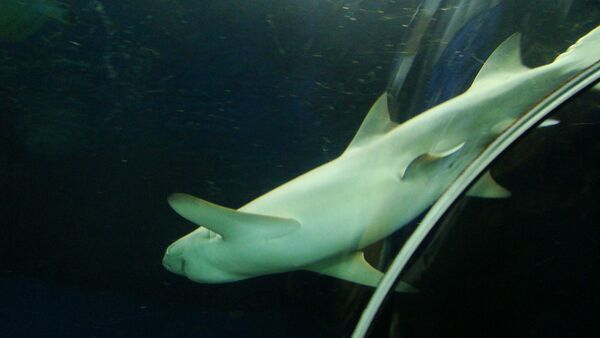 Белая акула в океанариуме «Думан». - Sputnik Азербайджан