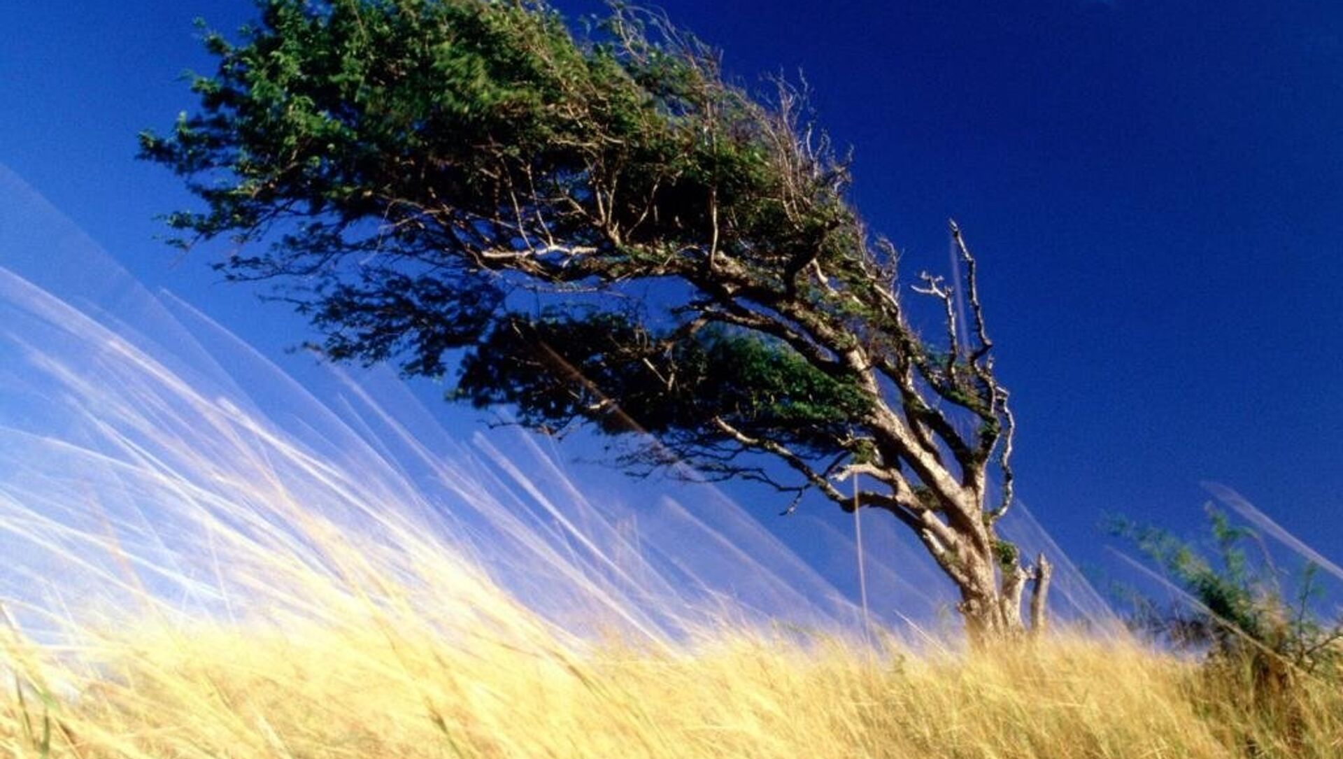 Видео дует ветер. Сильный ветер. Дерево на ветру. Ветер в природе. Ветер дует.