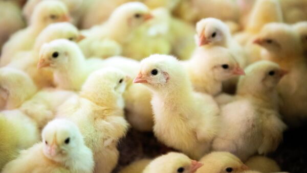 Цыплята на птицефабрике, архивное фото - Sputnik Азербайджан