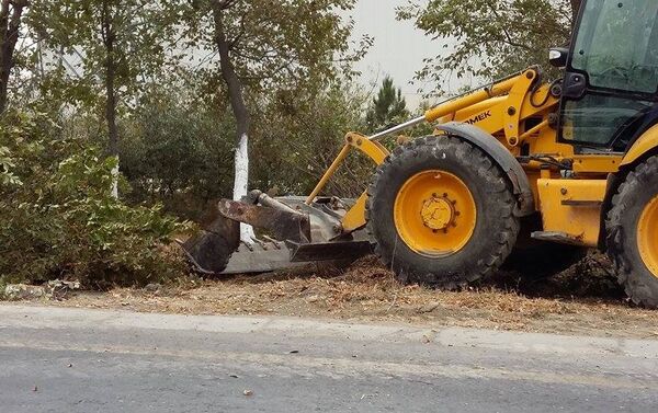 Вырубка деревьев в Сумгайыте - Sputnik Азербайджан