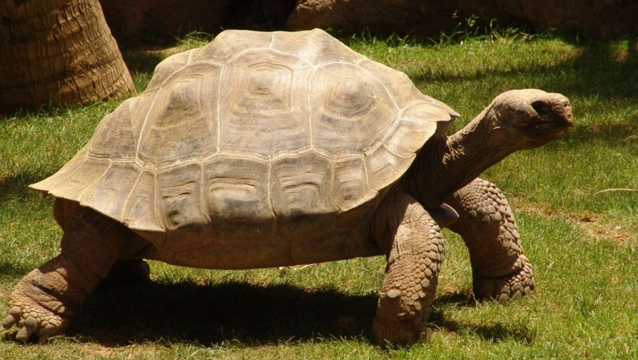 Слоновая черепаха среда обитания. Галапагосская слоновая черепаха. Слоновые черепахи Галапагосы. Черепахи Галапагосские Сухопутные. Слоновая (Галапагосская) сухопутная черепаха.