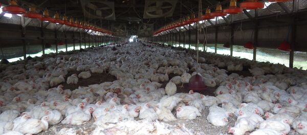 Kumamoto Prefecture, chickens are seen at a farm where H5 virus was detected in two birds on Sunday - Sputnik Азербайджан