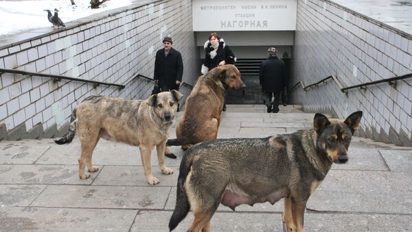 Stray dogs outside of a subway station in Moscow - Sputnik Azərbaycan