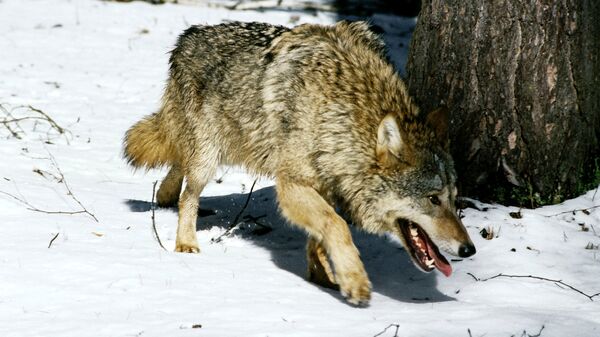 Волк, архивное фото - Sputnik Азербайджан