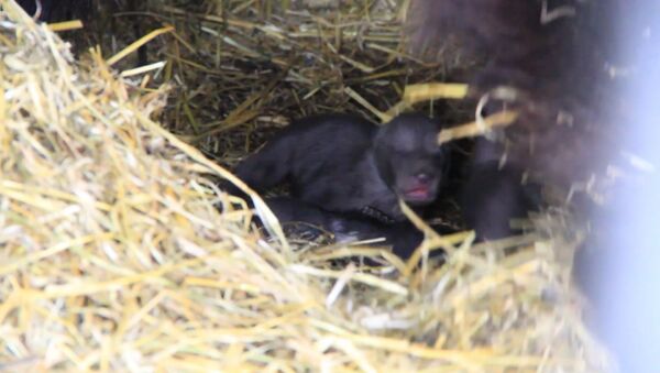 Пятерых новорожденных медвежат из зоопарка в Уфе впервые показали публике - Sputnik Азербайджан