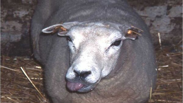 Овца, больная катаральной лихорадкой овец - Sputnik Азербайджан