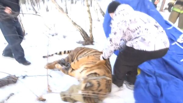 Ветеринар выстрелил транквилизатором в сбежавшего под Воронежем тигра - Sputnik Азербайджан