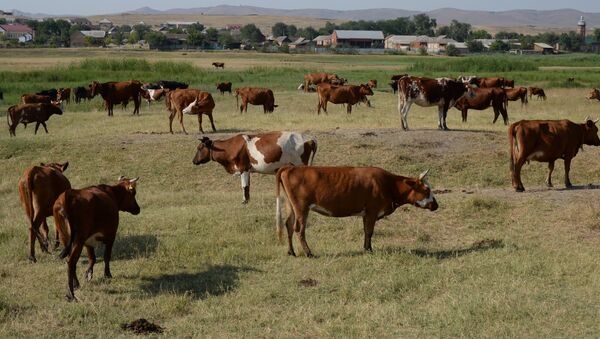Коровы в частном фермерском хозяйстве - Sputnik Azərbaycan
