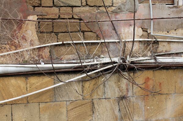 Из-за сырости на стене дома начало расти дерево - Sputnik Азербайджан