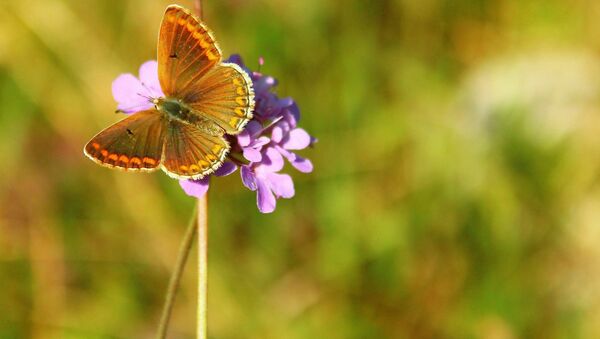 Бабочка на весеннем цветке - Sputnik Азербайджан