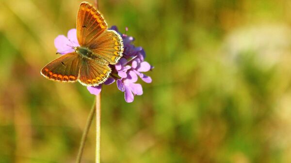 Бабочка на весеннем цветке - Sputnik Azərbaycan