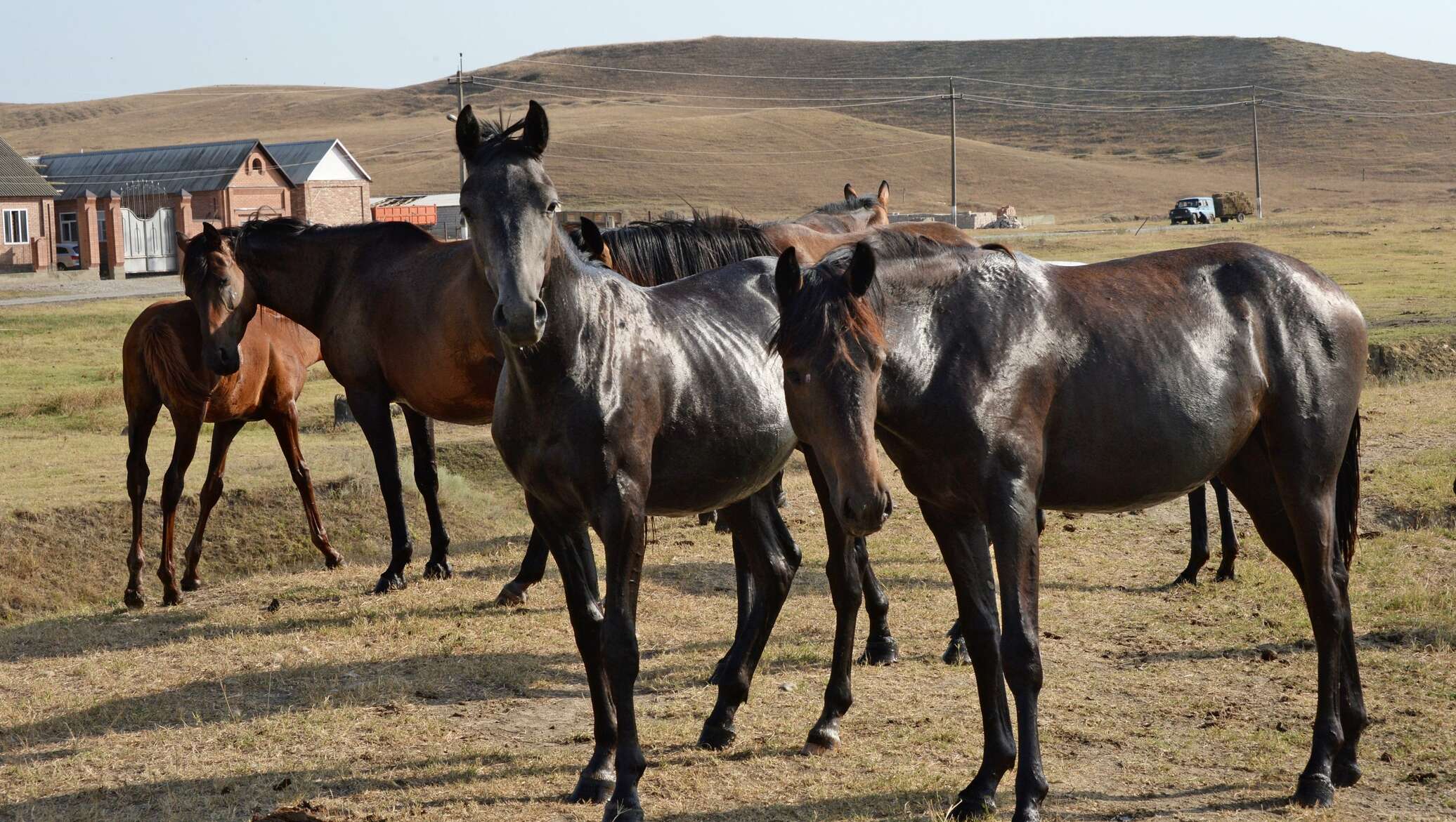 Купить лошадей белгородской. Казахская порода лошадей Джабе. Ахалкетинцы порода лошадей. Казахская порода лошадей. Тувинская порода лошадей.