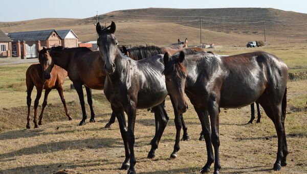 Лошади в фермерском хозяйстве - Sputnik Азербайджан