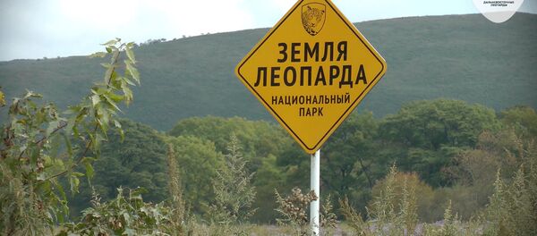 Дальневосточный леопард – редчайшая кошка планеты - Sputnik Азербайджан