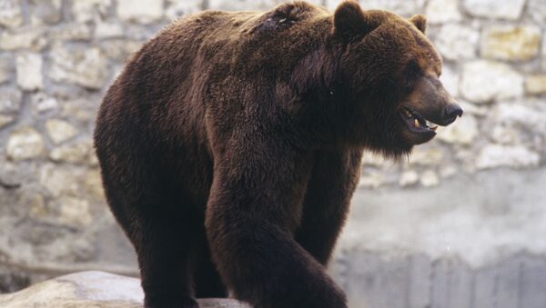 Бурый медведь. Архивное фото - Sputnik Азербайджан