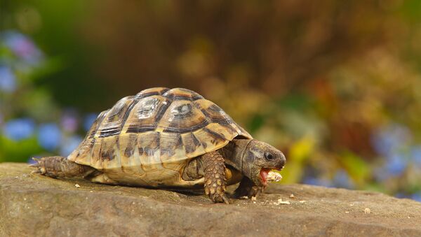 Злая черепаха. Архивное фото - Sputnik Азербайджан