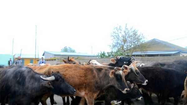 Örüş sahəsinin bir hissəsinin zəbt olunmasına etiraz edən 50 nəfərədək sakin şəxsi təsərrüfatlarında saxladıqları iribuynuzlu heyvanları kənd bələdiyyəsinin inzibati binası önünə toplayıb Örüş sahəsinin bir hissəsinin zəbt olunmasına etiraz edən 50 nəfərədək sakin şəxsi təsərrüfatlarında saxladıqları iribuynuzlu heyvanları kənd bələdiyyəsinin inzibati binası önünə toplayıb - Sputnik Azərbaycan