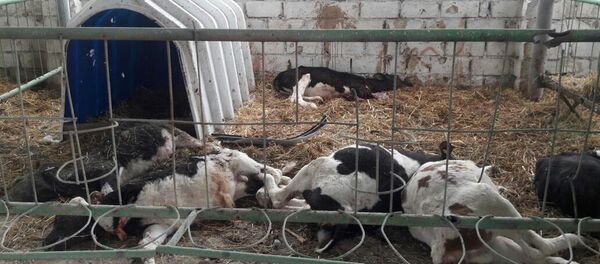 В результате обстрела животноводческого комплекса погибло 11 голов крупного рогатого скота - Sputnik Азербайджан