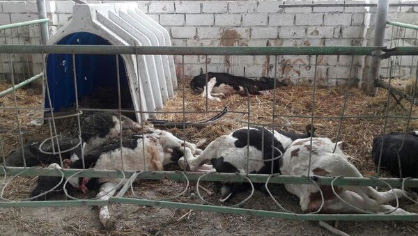 В результате обстрела животноводческого комплекса погибло 11 голов крупного рогатого скота - Sputnik Азербайджан