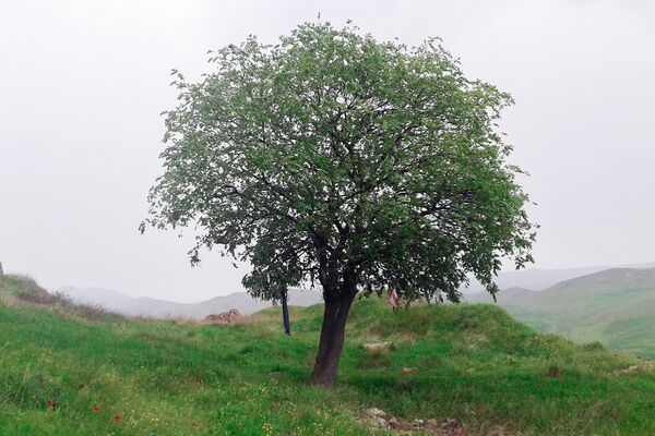 Dağın ətəyindəki tənha ağac - Sputnik Azərbaycan