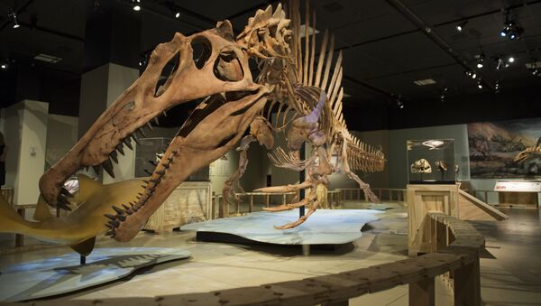 Скелет спинозавра на выставке в Национальном географическом музее Вашингтона - Sputnik Азербайджан