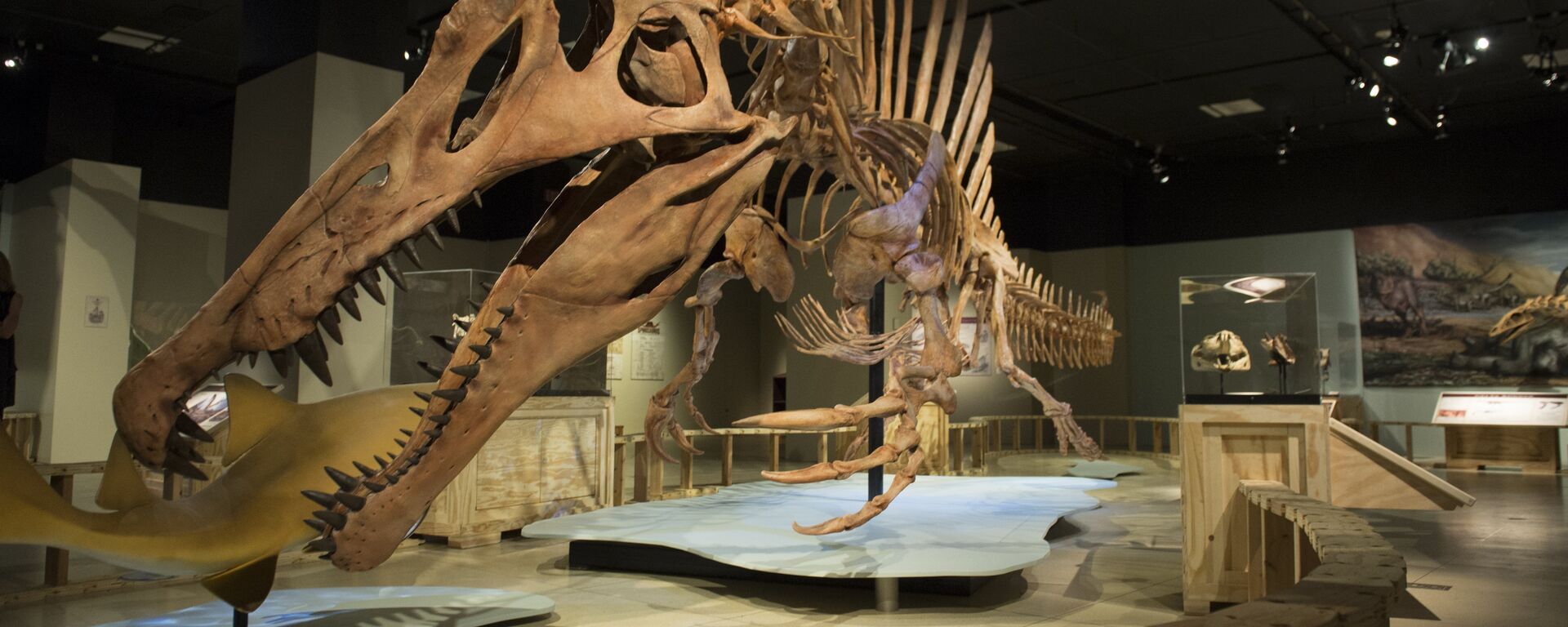 Скелет спинозавра на выставке в Национальном географическом музее Вашингтона - Sputnik Азербайджан, 1920, 11.06.2023