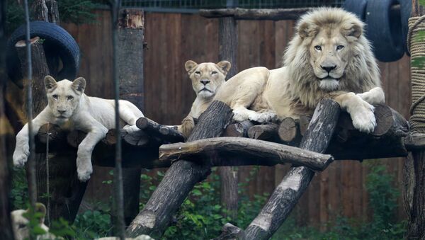 Белые львы в Тбилисском зоопарке. Архивное фото - Sputnik Азербайджан
