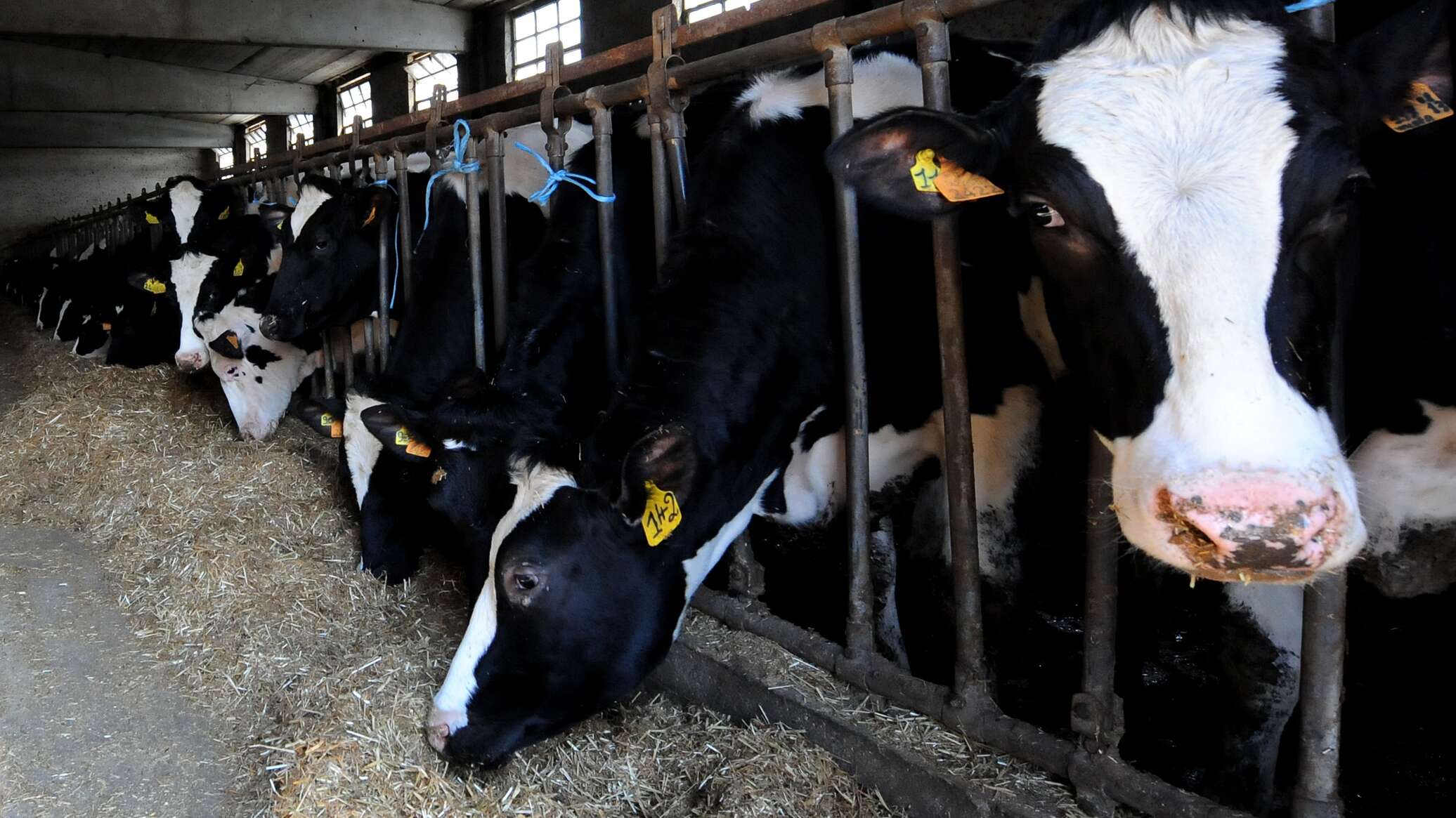 Животноводство. 30 животноводство. Молочно мясное скотоводство. Нетели. Животноводство коровы.