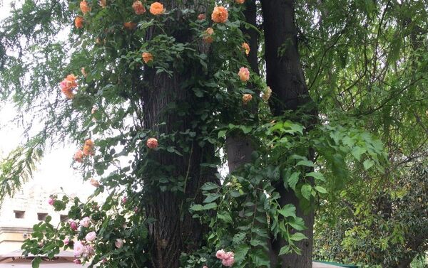 Вьющаяся роза в парке - Sputnik Азербайджан