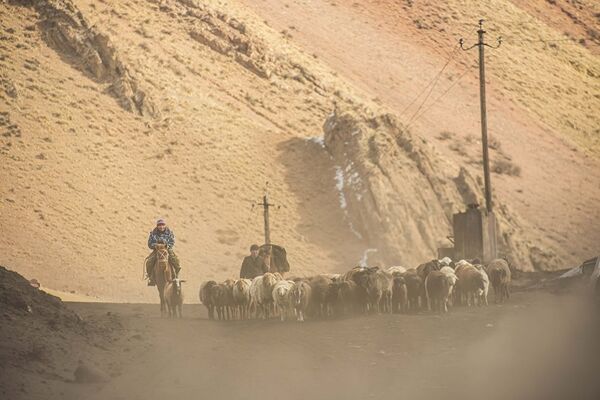 Чабаны во время перегона овец - Sputnik Азербайджан