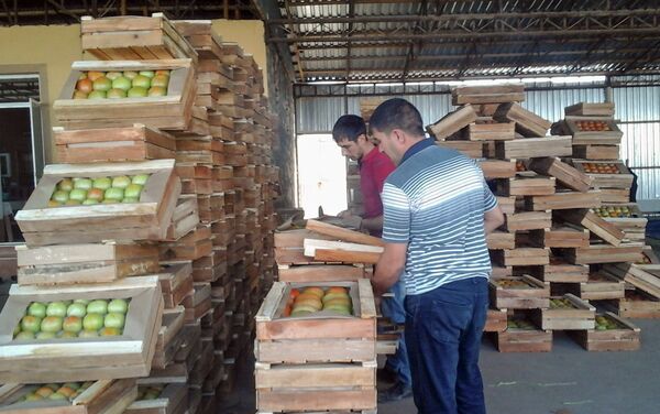 Фермер не сможет расплатиться с рабочими и сократит их, в результате сотни людей станут безработными - Sputnik Азербайджан