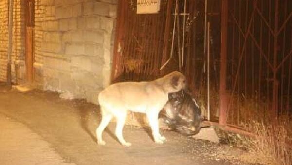 В городе Халхал на северо-западе Ирана появилась собака, которая убирает мешки с мусором - Sputnik Азербайджан