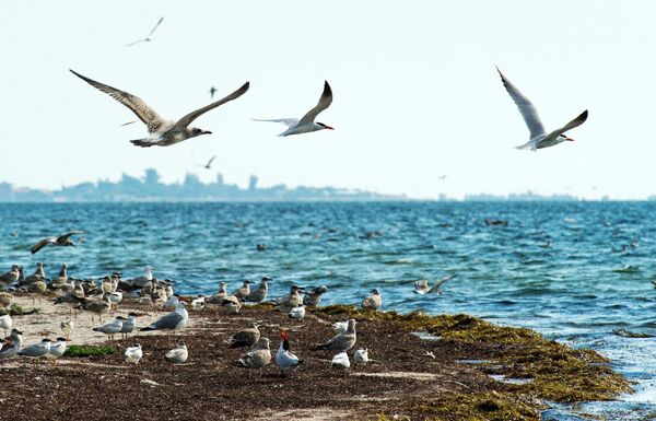 Птицы в природном заповеднике Лебяжьи острова в Крыму - Sputnik Азербайджан