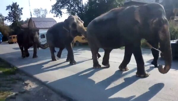 По улицам Златоуста слонов водили – как видно, напоказ - Sputnik Азербайджан