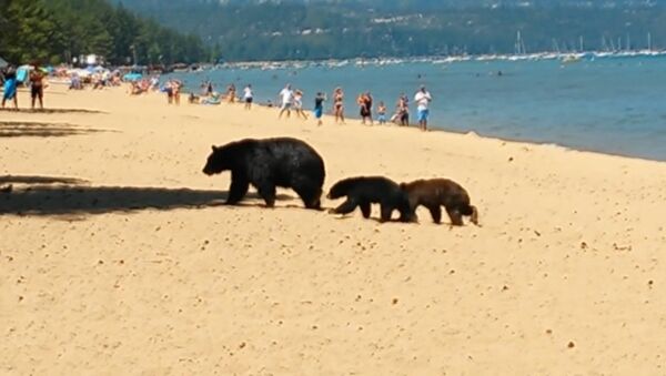 Медведица с детенышами гуляла по пляжу в Калифорнии и купалась среди людей - Sputnik Азербайджан