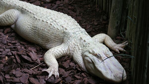 As with all white animals, albino alligators are very vulnerable to the sun and predators. - Sputnik Azərbaycan