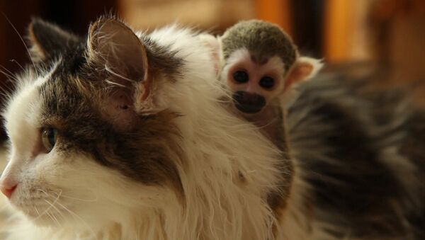 Кошка стала любимой мамой для брошенной родителями обезьянки - Sputnik Азербайджан