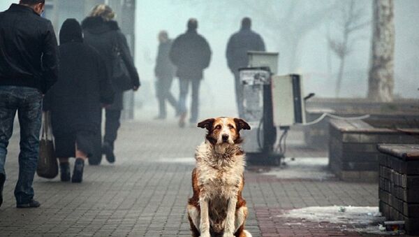 Бездомная собака - Sputnik Азербайджан