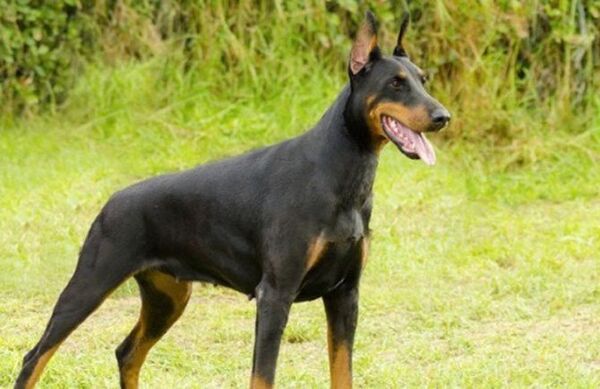Hindistanlı doberman həyatı bahasına sahiblərini zəhərli kobralardan xilas edib Hindistanlı doberman həyatı bahasına sahiblərini zəhərli kobralardan xilas edib - Sputnik Azərbaycan