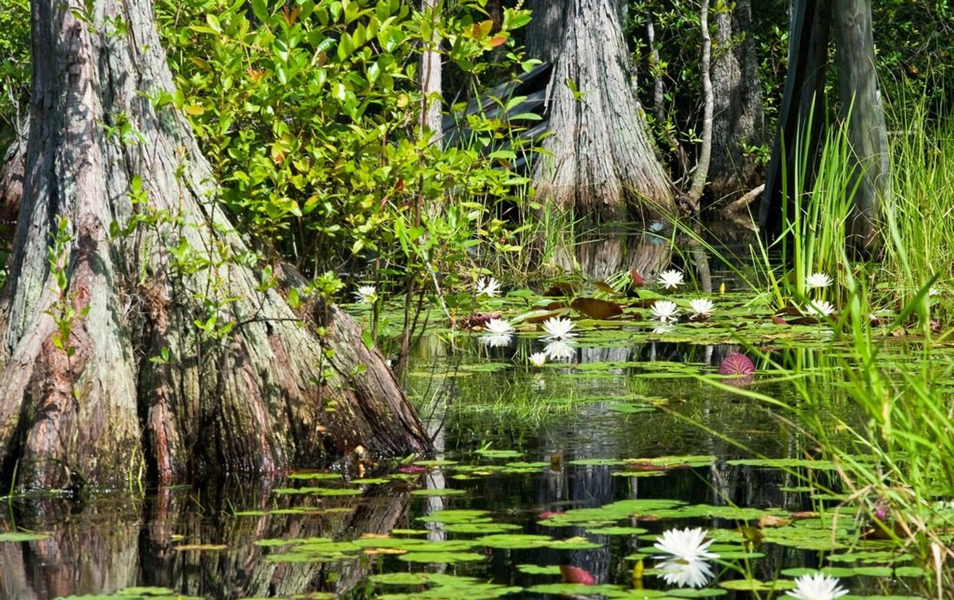 Вечнозеленые болото. Болото Окефеноки. Болото Окефеноки, США.