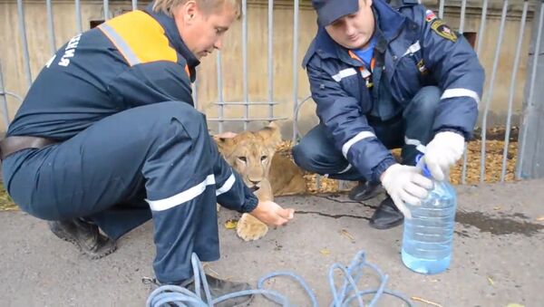 Хищник в центре Уфы: спасатели забрали найденного прохожим львенка - Sputnik Азербайджан
