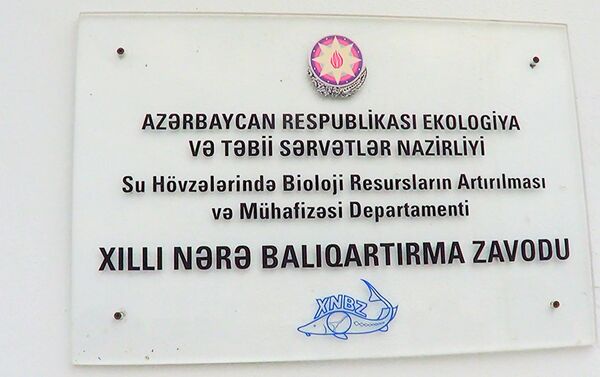 Xıllı Nərə Balıqartırma Zavodunda ağır çəkili balıqlar yetişdirilir - Sputnik Azərbaycan