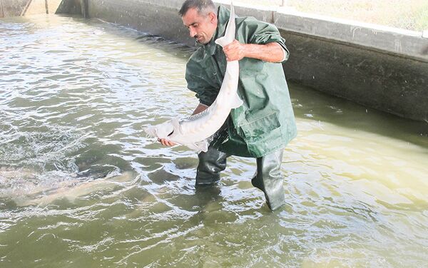 Xıllı Nərə Balıqartırma Zavodunda ağır çəkili balıqlar yetişdirilir - Sputnik Azərbaycan
