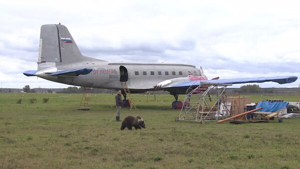 На аэродроме под Тверью живет медвежонок Мансур, дружащий с собакой - Sputnik Азербайджан