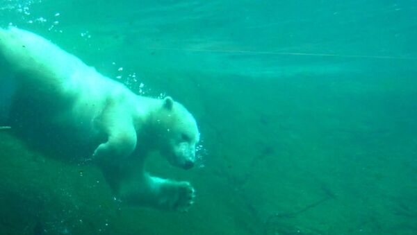 Белая медведица принимает ледовую ванну в зоопарке Орегона - Sputnik Азербайджан
