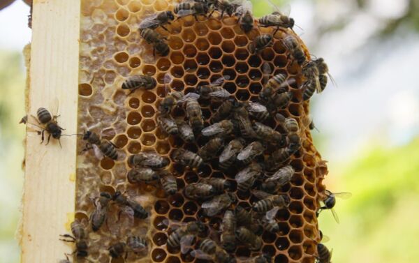 По словам пчеловода, в его хозяйстве первые в Азербайджане начали собирать пчелиное молочко в лабораторных условиях - Sputnik Азербайджан