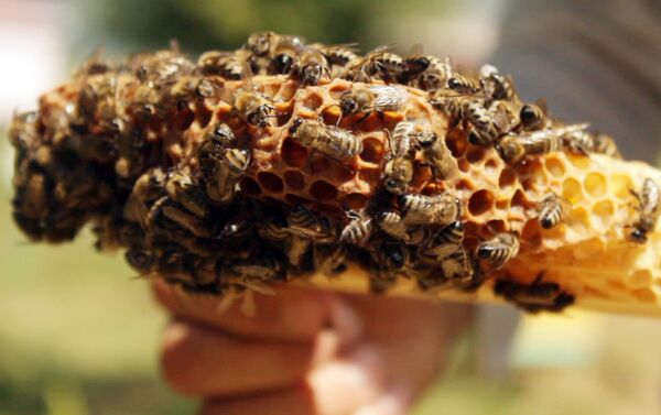 Пчелы обладают позитивной аурой, которая также лечит - Sputnik Азербайджан