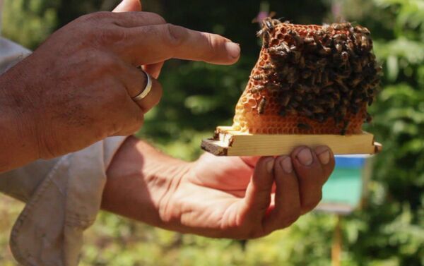Внутри пчелиных ульев собирается воздух, в котором витают летучие эфиры нектарина, прополиса - Sputnik Азербайджан